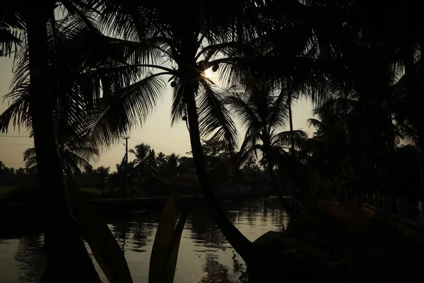 喀拉拉邦田地里的椰子树 — 图库照片