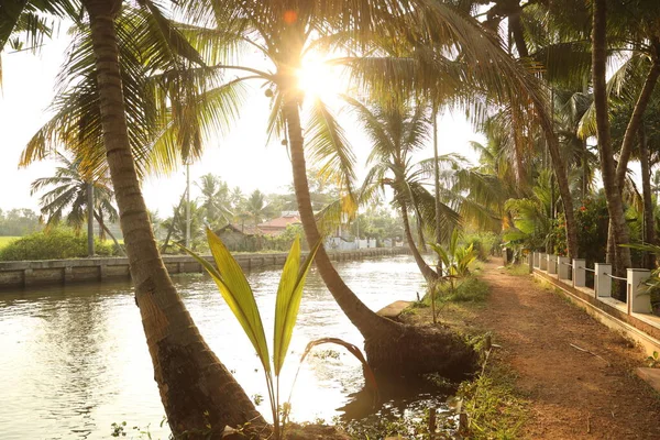 Cocotier Dans Les Champs Kerala Inde — Photo