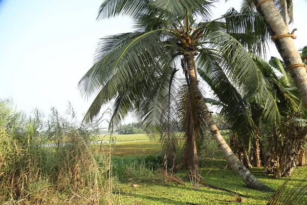 Toeristische Locatie Munnar Kerala India — Stockfoto