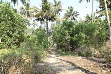 Turist Konumu Munnar Kerala Hindistan