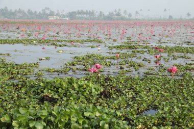 Turist Konumu Munnar Kerala Hindistan