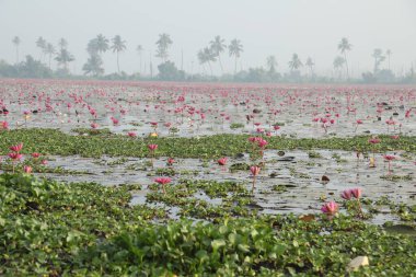 Lotus çiçeği göleti Kerala Hindistan
