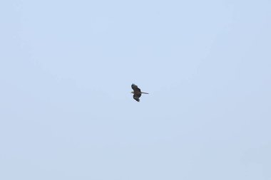 Kuş Kartal gökyüzünde uçuyor