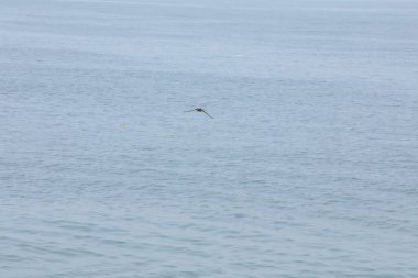 Kuş Kartal gökyüzünde uçuyor