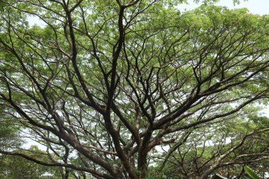 Büyük ağaç dalları yakın plan