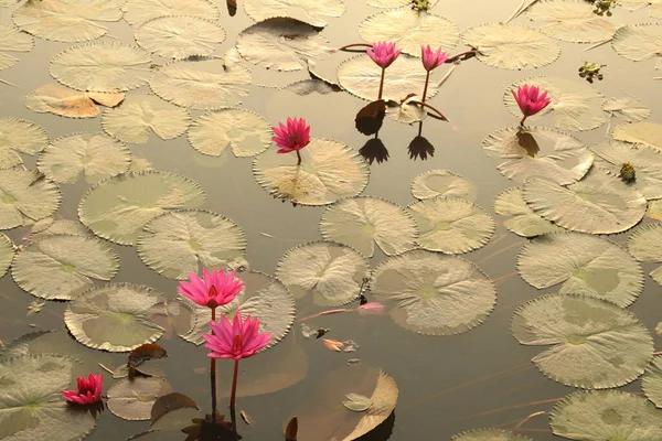 Квітковий Ставок Лотоса Керала Індія — стокове фото