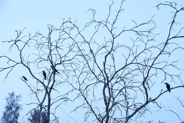 Oiseaux Sur Arbre Dans Une Nature — Photo