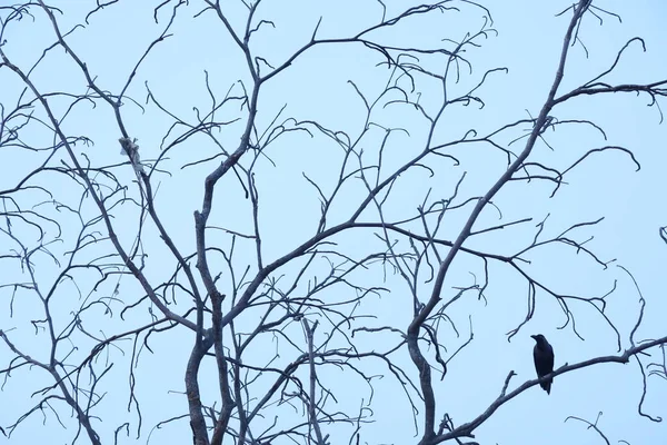 大自然中树上的小鸟 — 图库照片