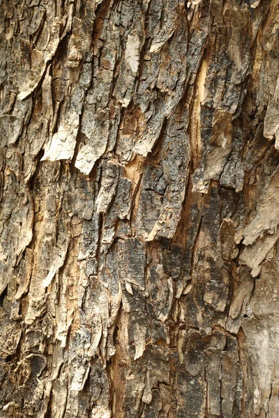 Albero Trunk Texture Macro Shot — Foto Stock