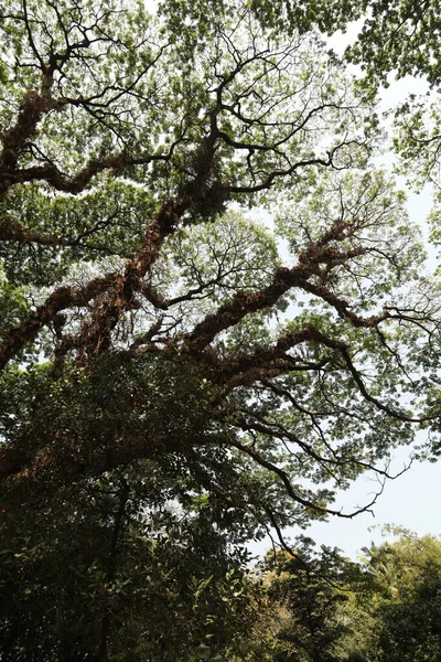 Τεράστια Κλαδιά Δέντρων Κλείνουν — Φωτογραφία Αρχείου