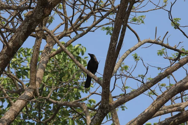 Птахи Дереві Природі — стокове фото
