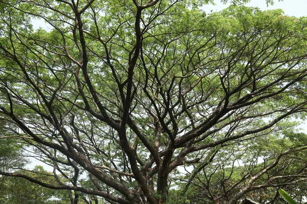 Büyük ağaç dalları yakın plan