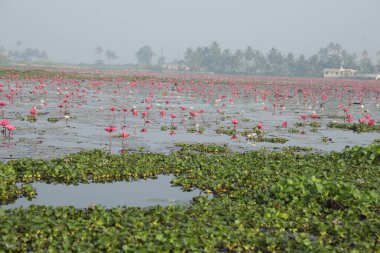 Lotus çiçeği göleti Kerala Hindistan