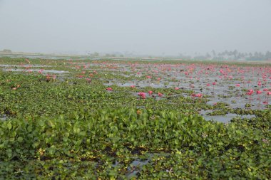 Lotus çiçeği göleti Kerala Hindistan