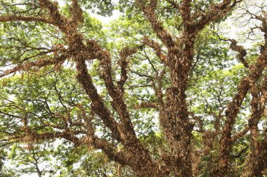 Ağaç Gövdesi deseni makro çekim