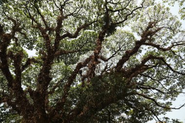 Ağaç Gövdesi deseni makro çekim