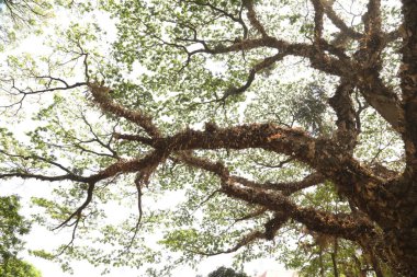 Ağaç Gövdesi deseni makro çekim