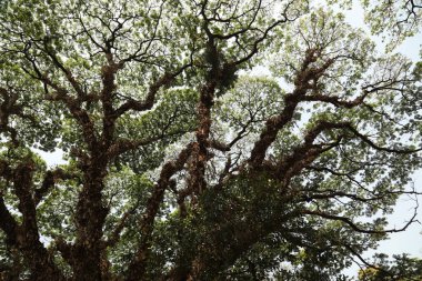 Ağaç Gövdesi deseni makro çekim