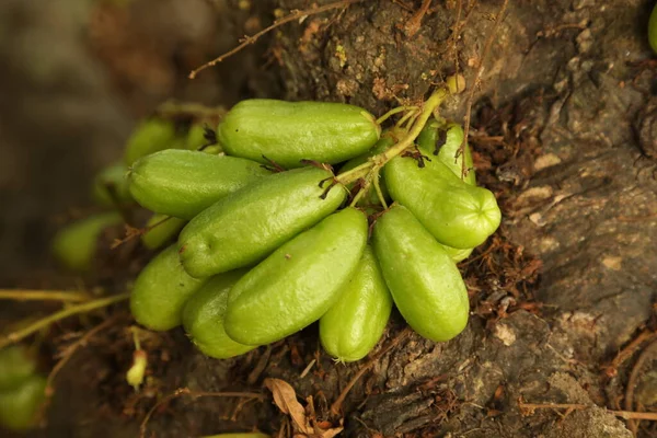 Frutas Medicadas Indianas Uma Árvore — Fotografia de Stock