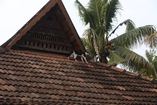 Tourist Location Munnar Kerala India