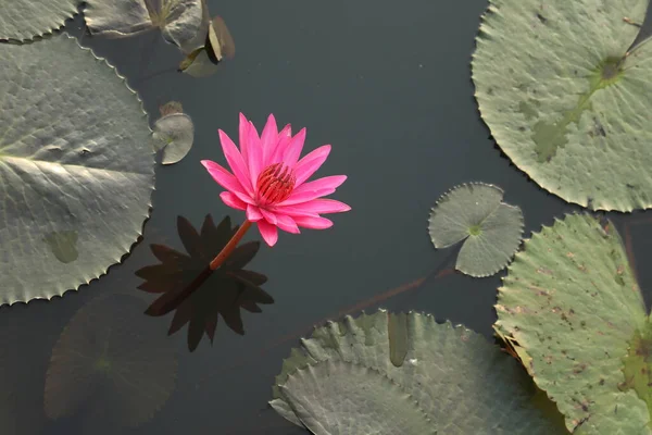Étang Fleurs Lotus Kerala Inde — Photo