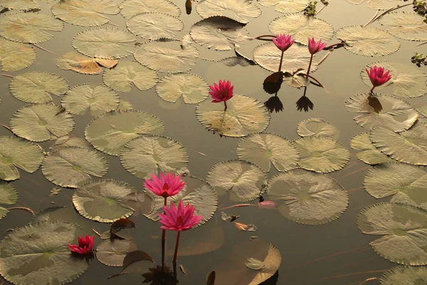 Étang Fleurs Lotus Kerala Inde — Photo