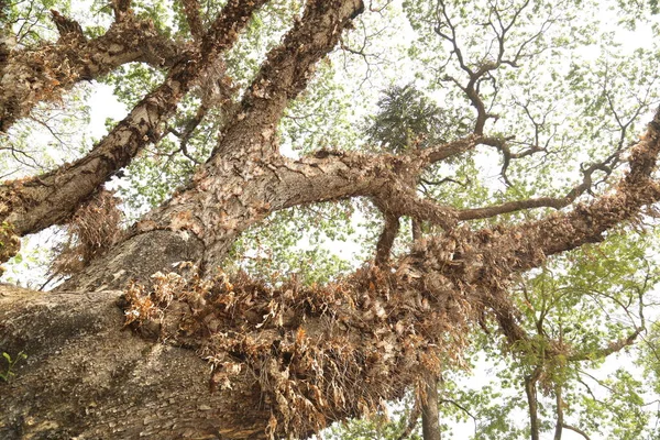 Albero Trunk Texture Macro Shot — Foto Stock