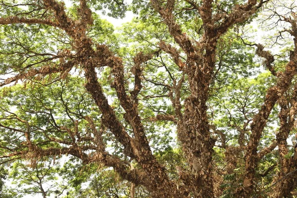 Ağaç Gövdesi deseni makro çekim