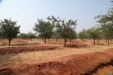 Kırsal Köy Bölgesi Hindistan