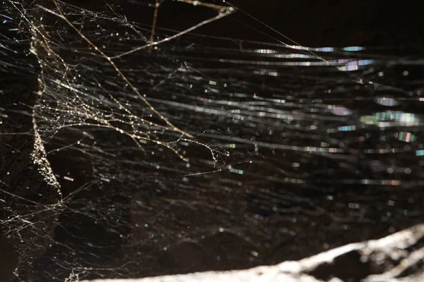 可怕的蜘蛛网宏射击 — 图库照片