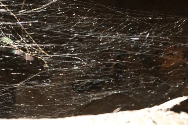 Scary Spider Web Macro Shot — 스톡 사진