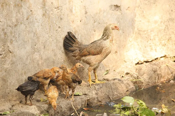 Poules Nourrissant Les Poussins Milieu Rural — Photo