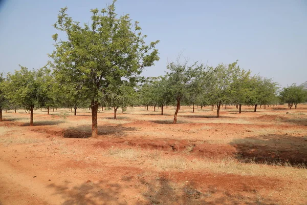 Landsbygdsområde Indien — Stockfoto