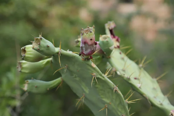 Macro Succulent Thorns Closeup — Stock Photo, Image