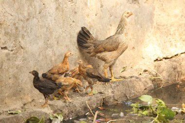 Kırsal bölgedeki piliçleri besleyen piliçler.