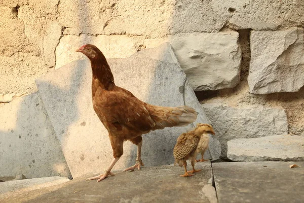 Poules Nourrissant Les Poussins Milieu Rural — Photo