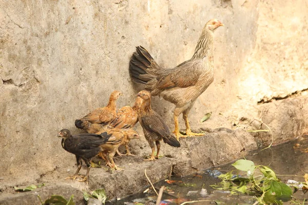 Poules Nourrissant Les Poussins Milieu Rural — Photo