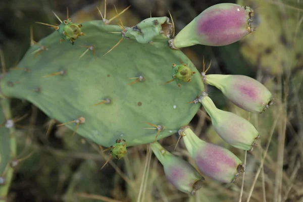 Rampicanti Spine Macro Succulente — Foto Stock