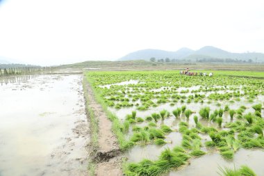 Tarlalarda çalışan insanlar