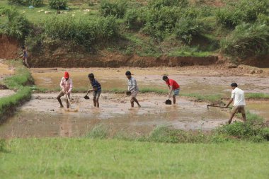 Tarlalarda çalışan insanlar