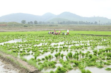 Tarlalarda çalışan insanlar