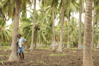 Tarlalarda çalışan insanlar