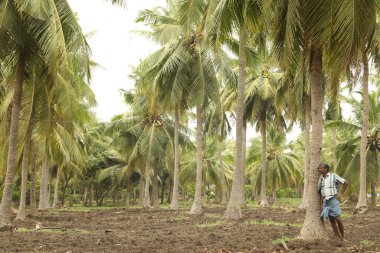 Tarlalarda çalışan insanlar