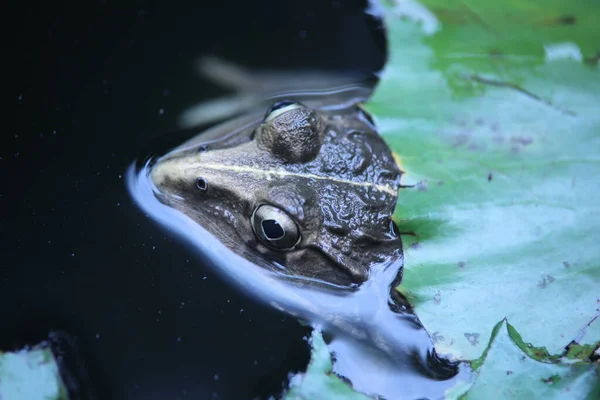 Rana Agua — Foto de Stock