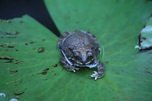 Frosch Wasser — Stockfoto