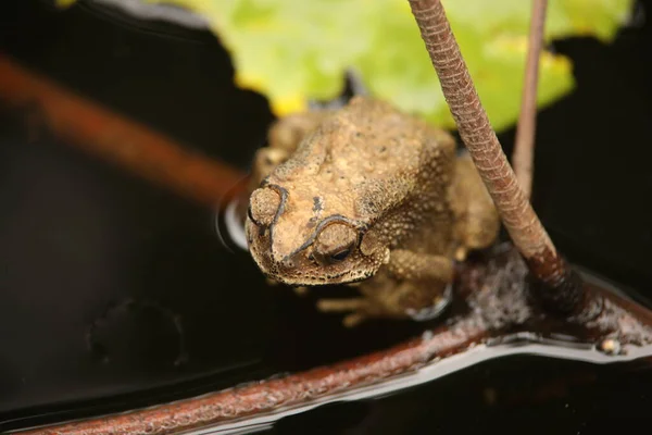 Groda Vattnet — Stockfoto