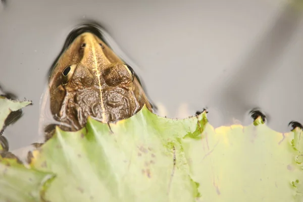 Grenouille Dans Eau — Photo