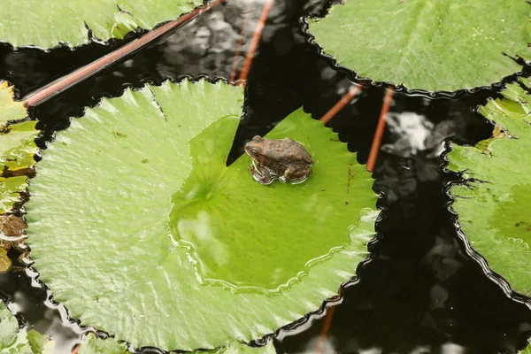 Kikker Het Water — Stockfoto