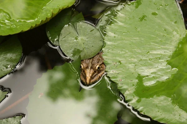 水の中のカエル — ストック写真