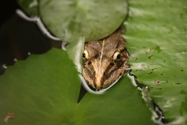 Frosch Wasser — Stockfoto